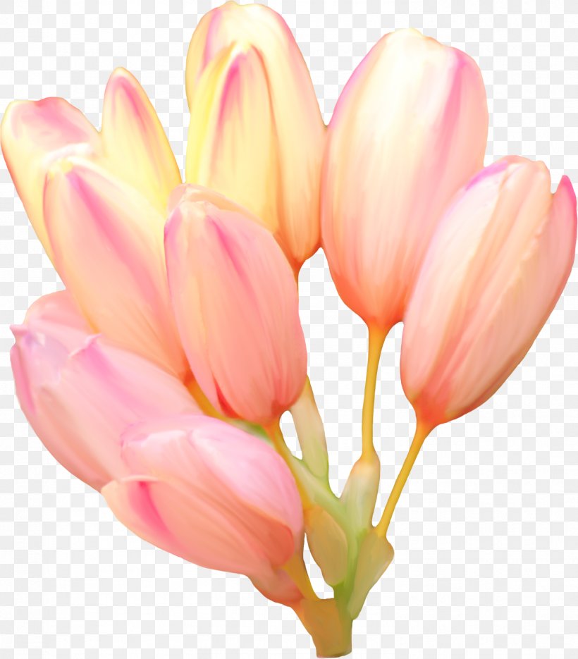 Tulip Flower Blume Clip Art, PNG, 1493x1703px, Tulip, Blossom, Blume, Bud, Cut Flowers Download Free