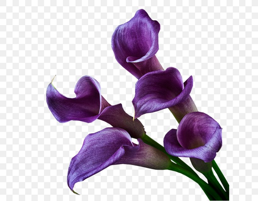 Arum-lily Purple Violet Cut Flowers, PNG, 640x640px, Arumlily, Ampoule, Botany, Calla Lily, Color Download Free