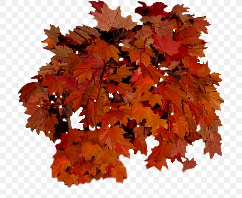 Autumn Leaf Color Autumn Leaf Color Tree Clip Art, PNG, 701x672px, Leaf, Autumn, Autumn Leaf Color, Branch, Color Download Free