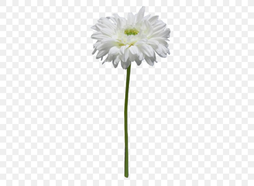 Common Daisy Cut Flowers Chrysanthemum Silk Oxeye Daisy, PNG, 800x600px, Common Daisy, Annual Plant, Bow Tie, Chrysanthemum, Chrysanths Download Free