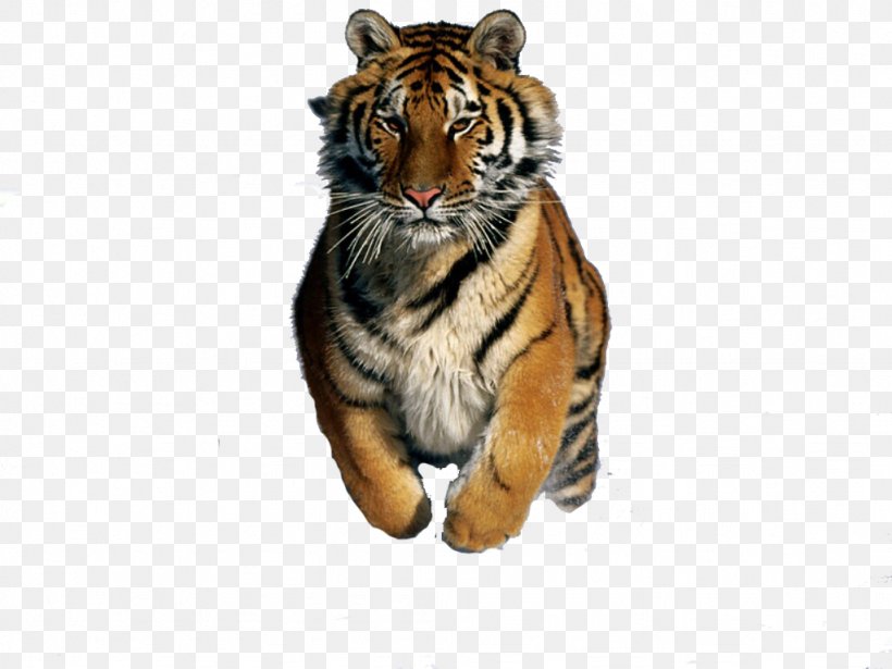 Felidae Bengal Cat Bengal Tiger Siberian Tiger Desktop Wallpaper, PNG, 1024x768px, Felidae, Bengal Cat, Bengal Tiger, Big Cat, Big Cats Download Free