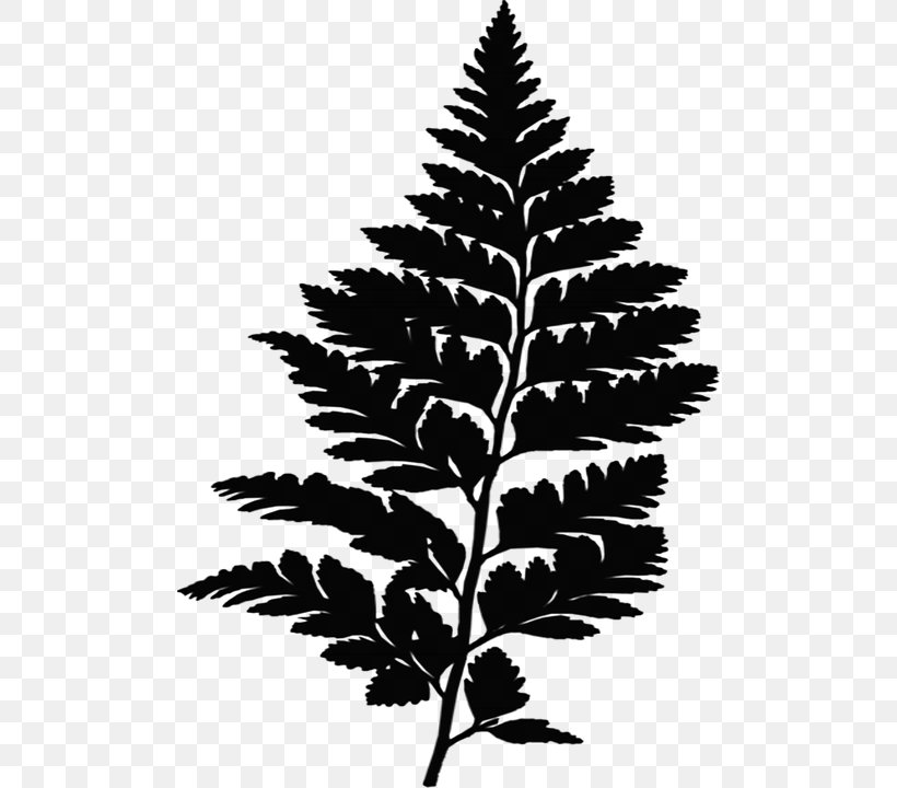 Fern Fir Leaf Vascular Plant Plants, PNG, 496x720px, Fern, American Larch, Blackandwhite, Botany, Ecology Download Free