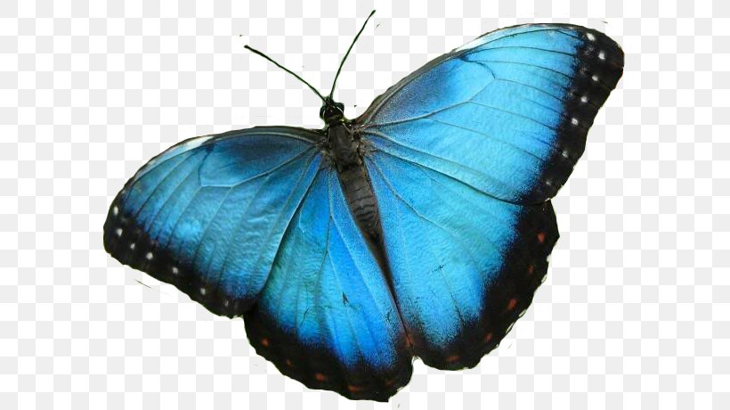 Niagara Parks Butterfly Conservatory Morpho Peleides Insect Monarch Butterfly, PNG, 609x460px, Butterfly, Arthropod, Blue, Brush Footed Butterfly, Butterflies And Moths Download Free