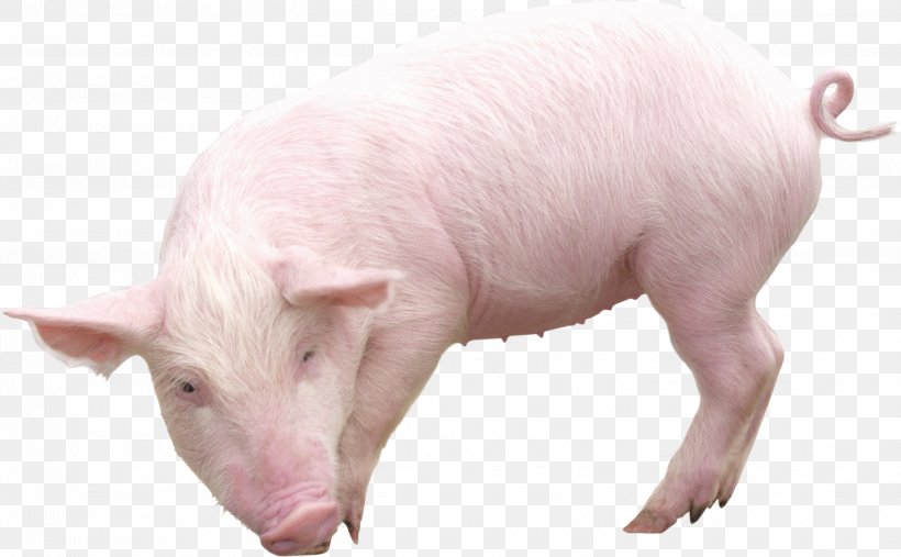 Domestic Pig Clip Art, PNG, 2890x1787px, Pig, Domestic Pig, Fauna, Image File Formats, Livestock Download Free