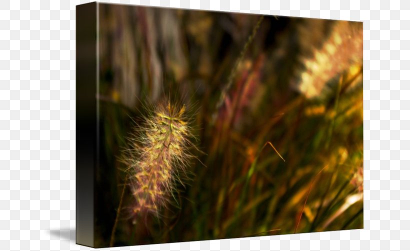 Grasses Close-up Family, PNG, 650x502px, Grasses, Close Up, Closeup, Family, Grass Download Free