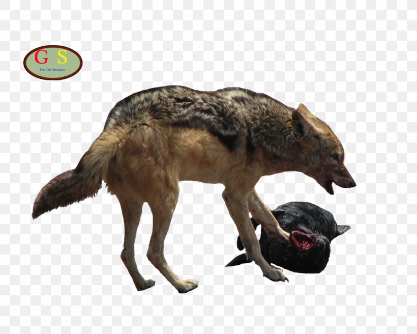 Jackal Gray Wolf Coyote Jack Russell Terrier, PNG, 1000x800px, Jackal, Carnivoran, Coyote, Dog Like Mammal, Dress Download Free