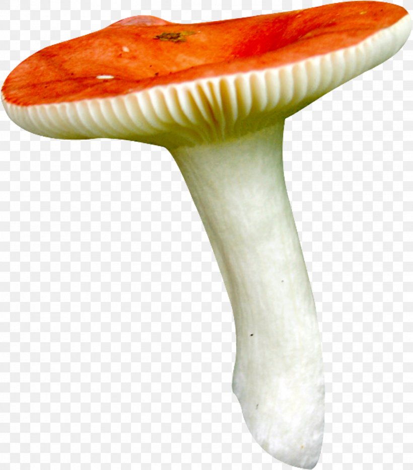 Mushroom Fungus Clip Art, PNG, 1521x1734px, Mushroom, Animation, Avatar, Fungus, Header Download Free