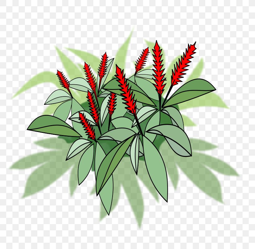 Red Ginger Leaf Plant, PNG, 800x800px, Red Ginger, Alpinia, Alpinia Galanga, Branch, Flower Download Free