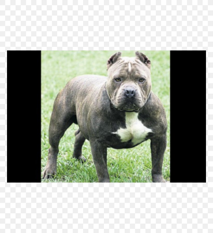 American Pit Bull Terrier Bulldog American Bully Boxer, PNG, 766x896px, Pit Bull, American Bully, American Pit Bull Terrier, Boxer, Breed Download Free