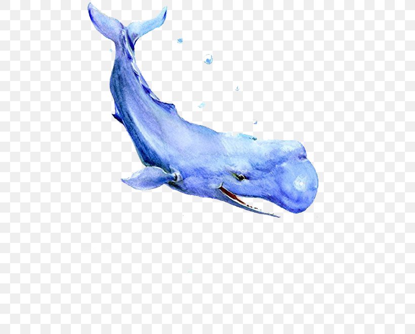 Baleen Whale Blue Whale Watercolor Painting, PNG, 500x660px, Baleen Whale, Blue, Blue Whale, Cetacea, Cobalt Blue Download Free