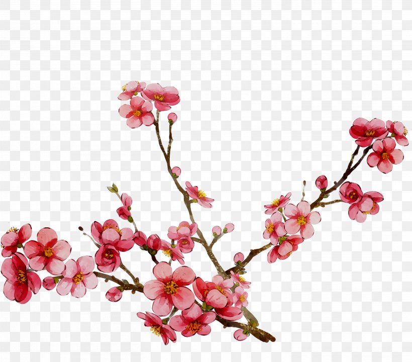 Cherry Blossom ST.AU.150 MIN.V.UNC.NR AD Pink M Cherries, PNG, 2921x2567px, Blossom, Artificial Flower, Branch, Cherries, Cherry Blossom Download Free