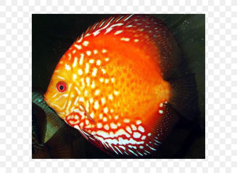 Discus Aquarium Ornamental Fish Blood-red Parrot Cichlid, PNG, 600x600px, Discus, Aquarienpflanze, Aquarium, Bloodred Parrot Cichlid, Coral Reef Fish Download Free