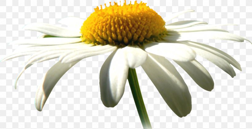 Oxeye Daisy German Chamomile Common Daisy, PNG, 1200x619px, Oxeye Daisy, Aster, Chamaemelum Nobile, Chamomile, Common Daisy Download Free
