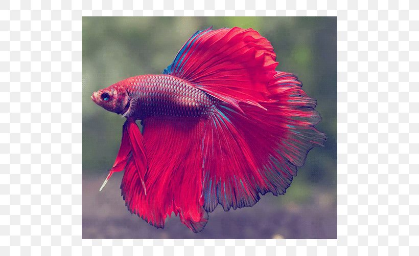 Siamese Fighting Fish Veiltail Aquarium Pet, PNG, 500x500px, Siamese Fighting Fish, Animal, Aquarium, Betta, Fin Download Free