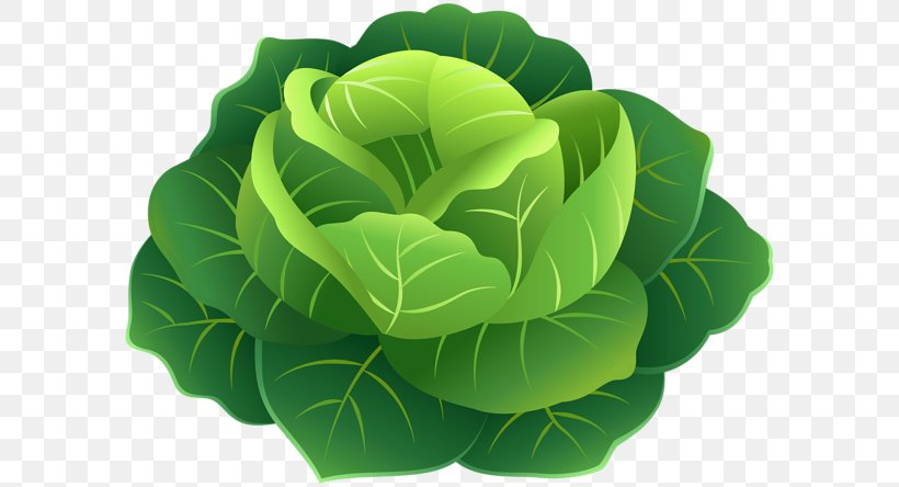 Clip Art Image Cabbage Vegetable, PNG, 600x444px, Cabbage, Brassica, Collard Greens, Cruciferous Vegetables, Flower Download Free