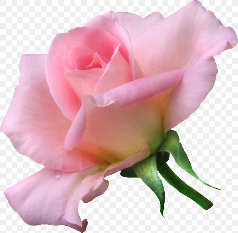 Flower Garden Roses Internet Blog Clip Art, PNG, 859x845px, Flower, Artist, Blog, China Rose, Cut Flowers Download Free