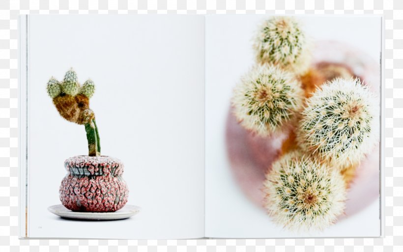 Grafting August Editions Flowerpot Science Artist, PNG, 1000x626px, Grafting, Artist, Cactus, Caryophyllales, Flowering Plant Download Free