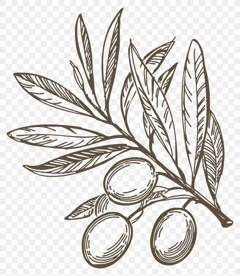 Olive Branch Drawing Olive Oil Mediterranean Cuisine, PNG, 1735x2000px, Olive, Art, Black And White, Drawing, Flowering Plant Download Free