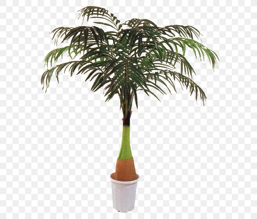 Palm Trees Plants Houseplant Trunk Sago Palm, PNG, 700x700px, Palm Trees, Arecales, Borassus Flabellifer, Chamaedorea Elegans, Coconut Download Free