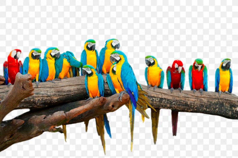 Parrot Lovebird Budgerigar Macaw, PNG, 1000x666px, Parrot, Animal, Beak, Bird, Blueandyellow Macaw Download Free