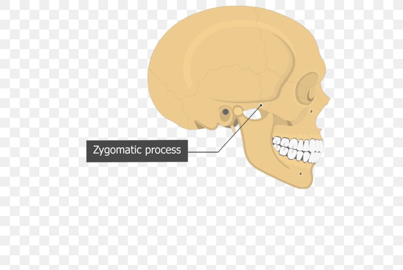 Temporal Bone Skull Sphenoid Bone Temporal Styloid Process, PNG, 548x550px, Temporal Bone, Anatomy, Atlas, Bone, Cartoon Download Free