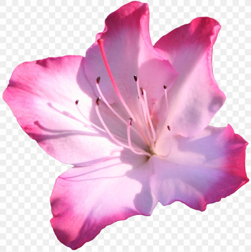 Azalea Pink Flowers Clip Art, PNG, 1280x1283px, Azalea, Botanical Illustration, Cut Flowers, Drawing, Floral Design Download Free