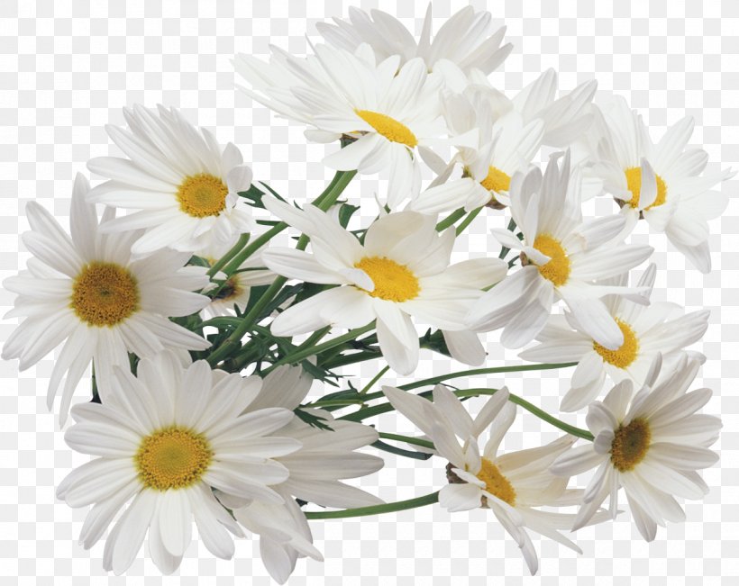 Flower Chamomile Quick Clip Art, PNG, 1200x953px, Flower, Annual Plant, Aster, Chamaemelum Nobile, Chamomile Download Free