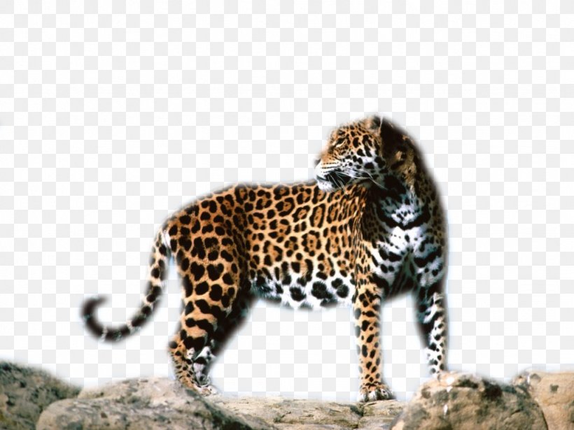 Leopard Jaguar Cheetah Tiger Ocelot, PNG, 1024x768px, Leopard, Animal, Big Cat, Big Cats, Carnivoran Download Free