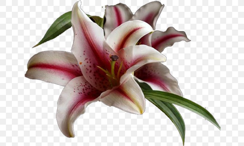 Lilium Cut Flowers Petal, PNG, 665x492px, Lilium, Amaryllis, Color, Cut Flowers, Flower Download Free