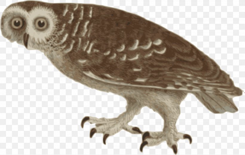 Owl Bird Clip Art, PNG, 2162x1375px, Owl, Animal, Beak, Bird, Bird Of Prey Download Free
