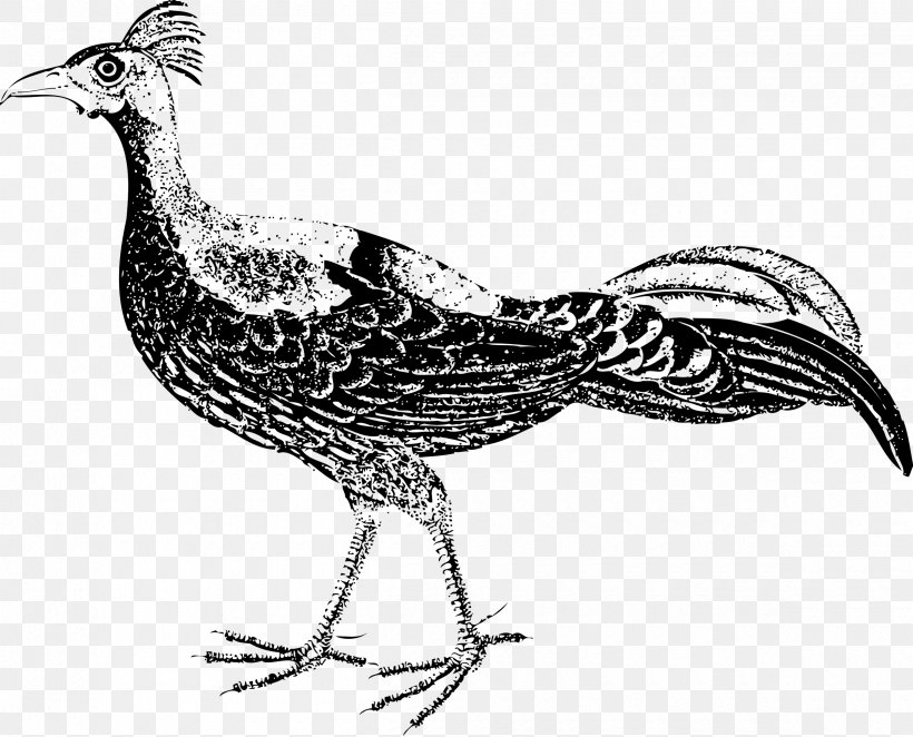 Pheasant Clip Art, PNG, 2400x1939px, Pheasant, Art, Beak, Bird, Black And White Download Free