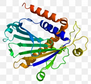 Plastocyanin Copper Protein Metalloprotein Electron Transfer, PNG ...