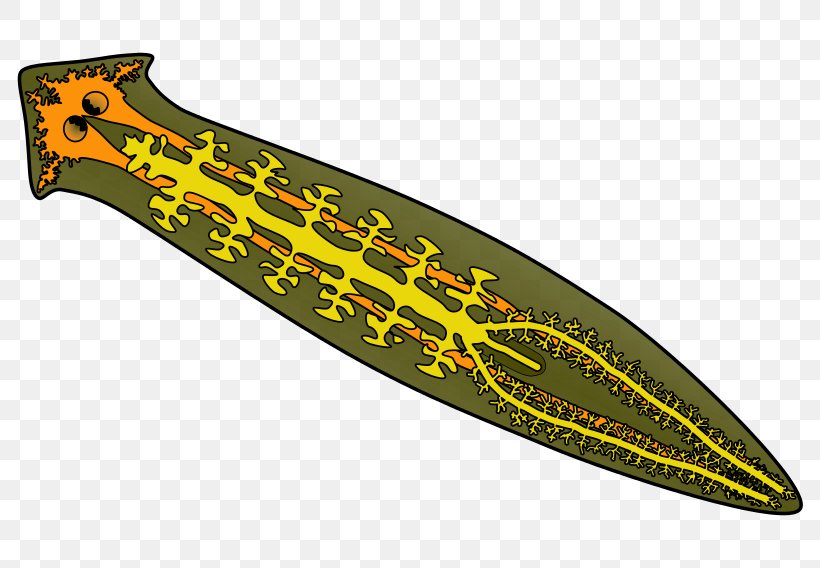 Planarian Gastrovascular Cavity Tricladida Dugesia Aenigma Clip Art, PNG, 800x568px, Planarian, Cold Weapon, Dagger, Dugesia, Dugesia Aenigma Download Free