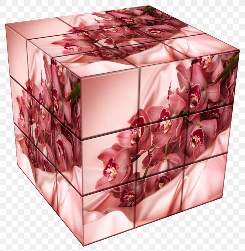 Rectangle Pink M, PNG, 876x900px, Rectangle, Box, Petal, Pink, Pink M Download Free
