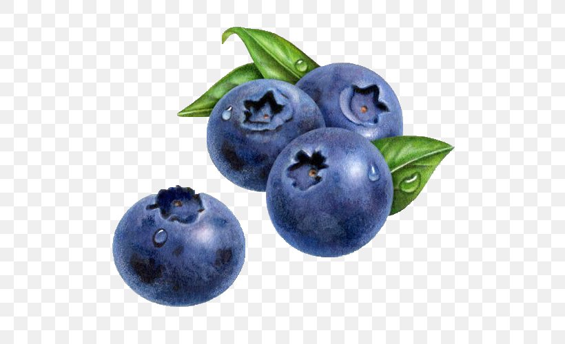American Muffins Blueberry Drawing Watercolor Painting, PNG, 571x500px, American Muffins, Art, Berries, Berry, Bilberry Download Free