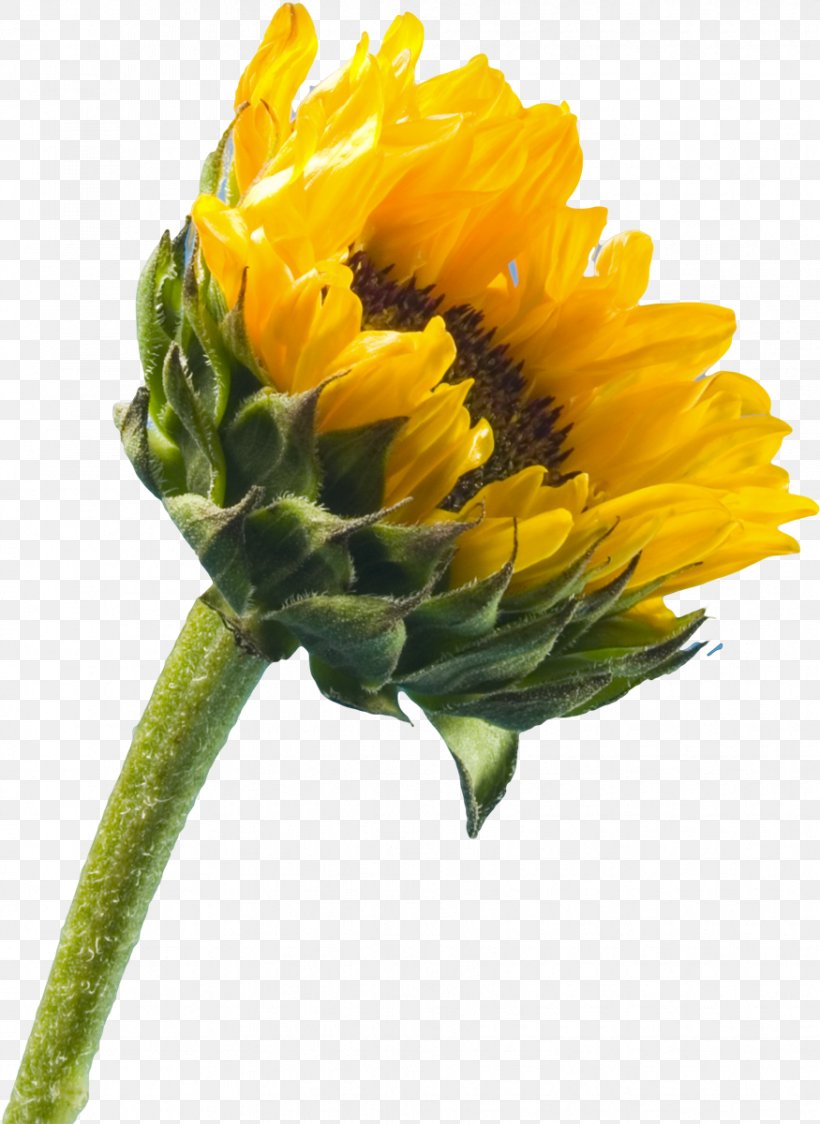 IPhone 5 IPhone 4 IPhone SE Common Sunflower Wallpaper, PNG, 875x1200px, Iphone 5, Annual Plant, Calendula, Common Sunflower, Cut Flowers Download Free