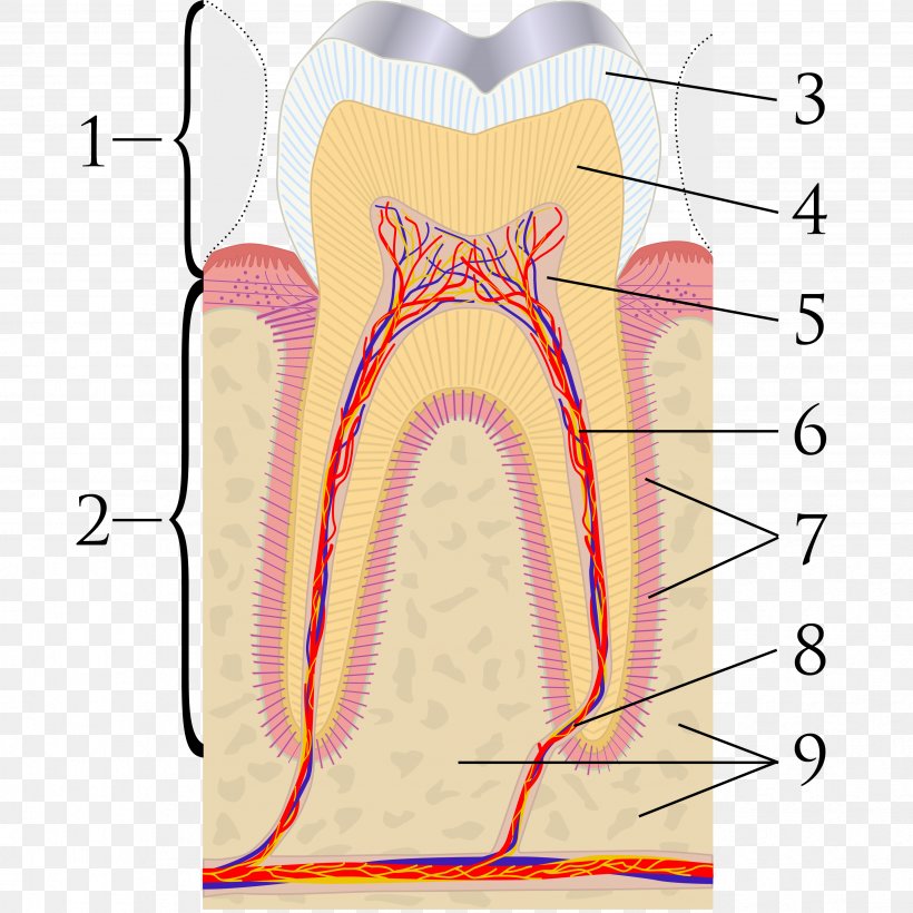 Pulp Capping Mineral Trioxide Aggregate Dentin Endodontic Therapy, PNG, 3453x3453px, Watercolor, Cartoon, Flower, Frame, Heart Download Free