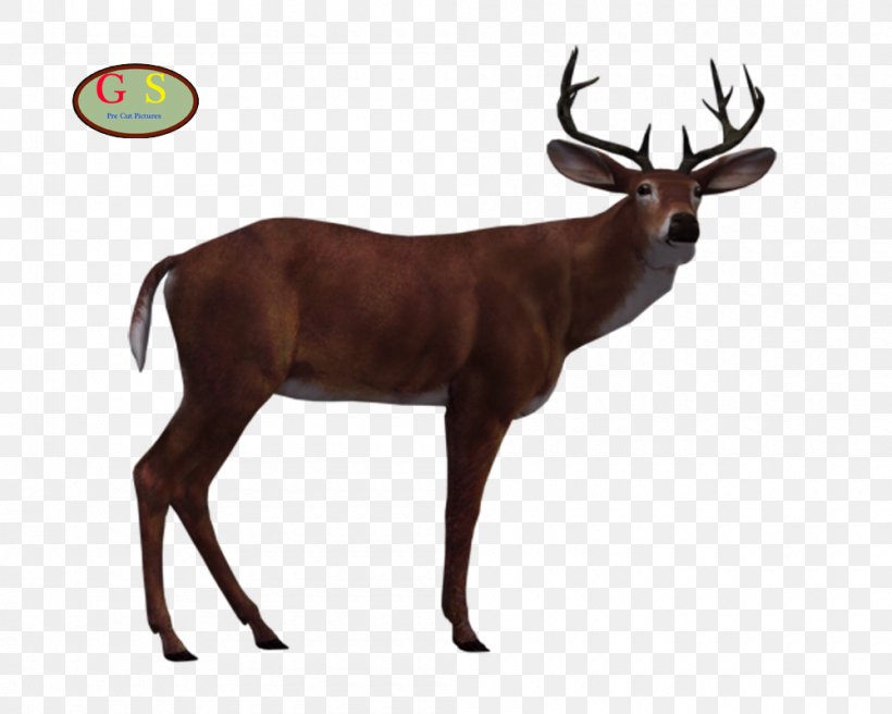 Reindeer White-tailed Deer Elk Antler, PNG, 1000x800px, Reindeer, Animal, Antler, Decal, Deer Download Free