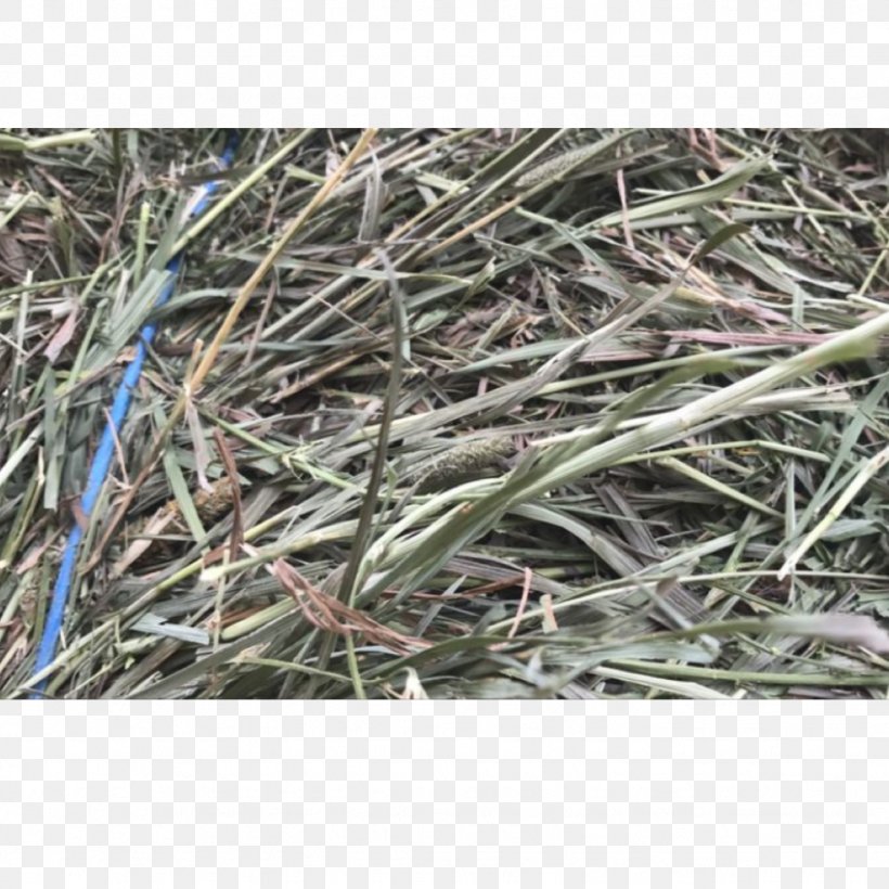 Westfield Straw Hay Baler Horse, PNG, 1334x1334px, Westfield, Alfalfa, Baler, Barn, Cat Grass Download Free