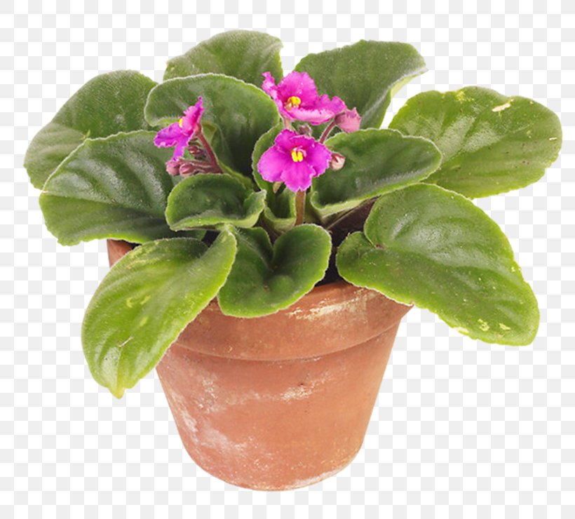 African Violets Flowerpot Houseplant, PNG, 800x740px, African Violets, Flower, Flowerpot, Herb, Herbaceous Plant Download Free