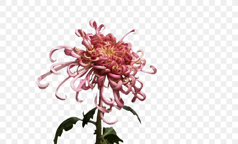 Chrysanthemum Flower Gratis, PNG, 750x497px, Chrysanthemum, Chrysanths, Cut Flowers, Dahlia, Designer Download Free