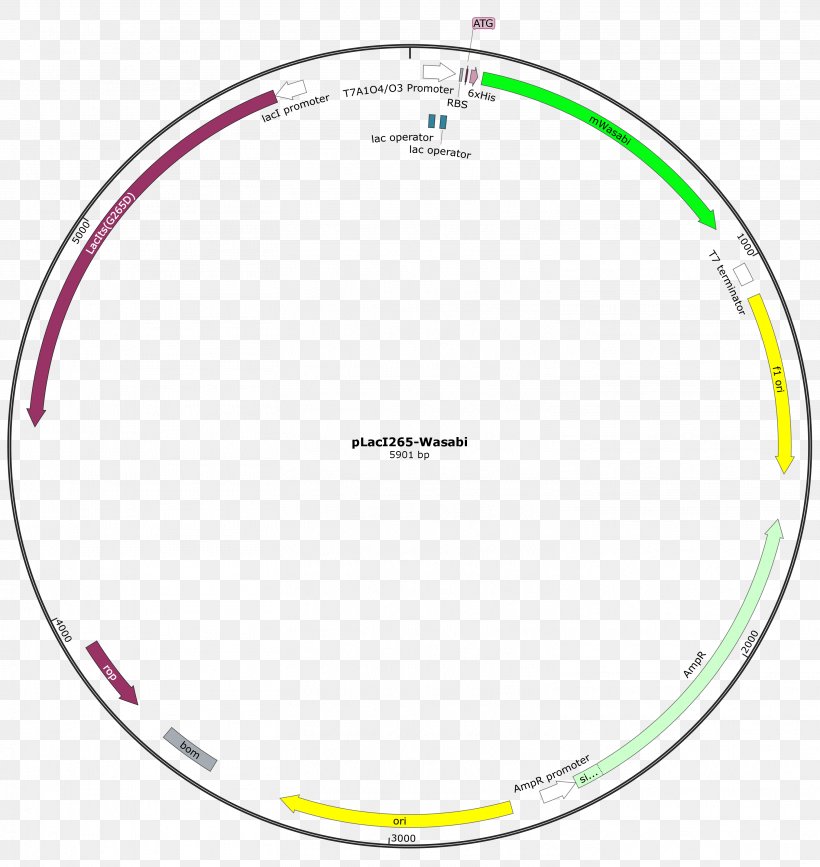 Circle Oval Point, PNG, 3027x3202px, Oval, Area, Brand, Diagram, Point Download Free