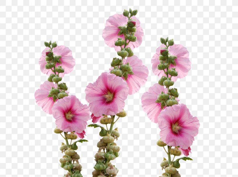 Cut Flowers Hollyhocks Mallow, PNG, 1280x950px, Flower, Annual Plant, Blossom, Cut Flowers, Floral Design Download Free