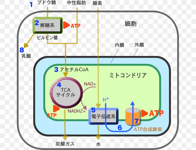 Line Material Point, PNG, 679x630px, Material, Area, Diagram, Parallel, Point Download Free