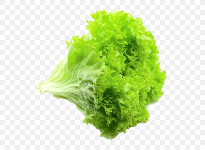 Romaine Lettuce Vegetable Red Leaf Lettuce Rijk Zwaan, PNG, 700x600px, Lettuce, Benih, Broccoli, Cauliflower, Chinese Cabbage Download Free