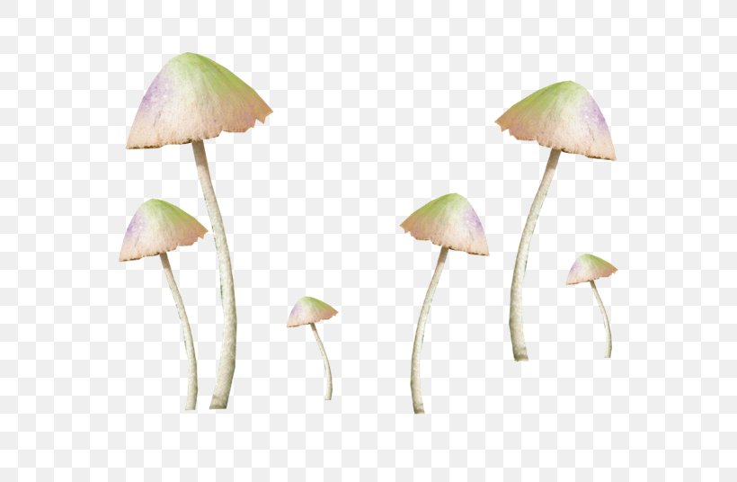 Amanita Muscaria Common Mushroom Fungus, PNG, 670x536px, Amanita Muscaria, Amanita, Common Mushroom, Edible Mushroom, Fungus Download Free