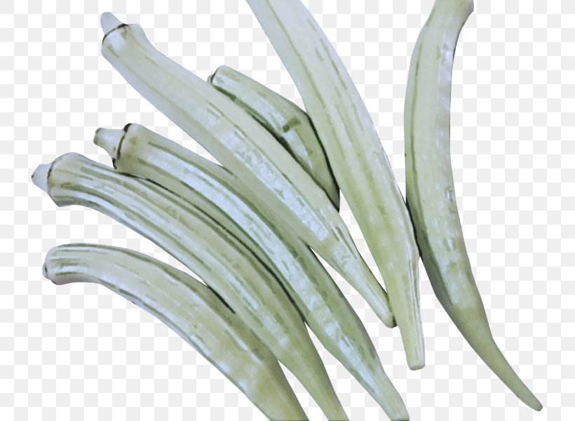 Plant Vegetable, PNG, 800x600px, Plant, Vegetable Download Free
