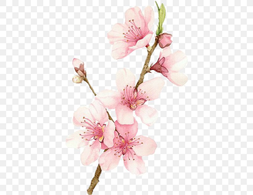 Cherry Blossom Watercolor Painting Drawing, PNG, 400x633px, Blossom, Art, Branch, Cherry, Cherry Blossom Download Free