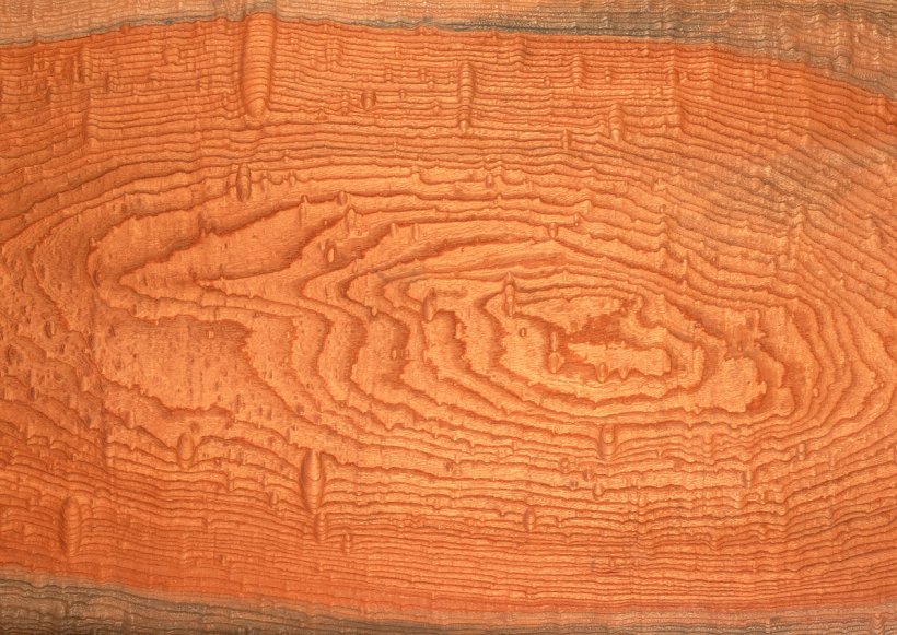 Combretum Wood Paper Tree Texture Mapping, PNG, 1264x897px, Combretum, Carving, Combretaceae, Floor, Flooring Download Free