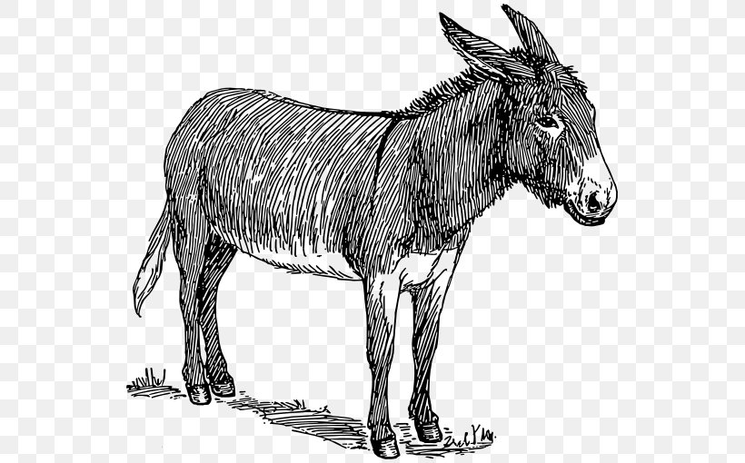 Donkey Drawing Line Art Sketch, PNG, 549x510px, Donkey, Art, Black And White, Drawing, Fauna Download Free